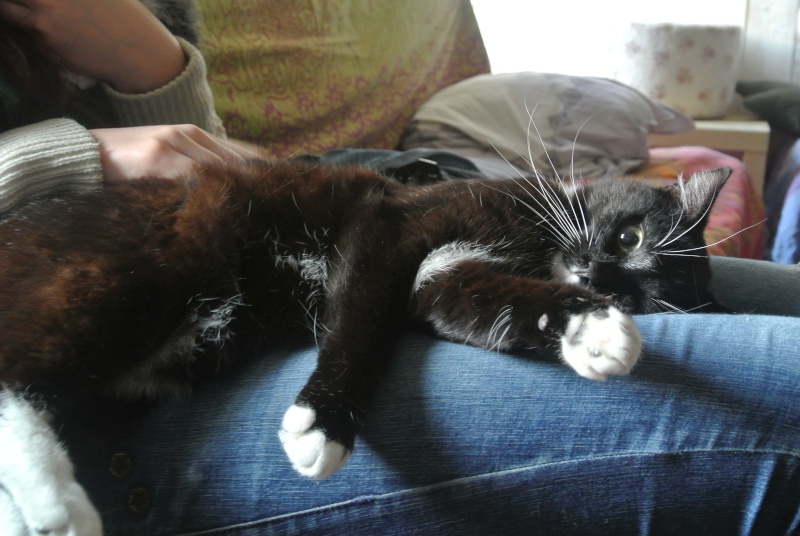 Oréo, chat noir et blanc, né en avril 2011 Dsc_3311