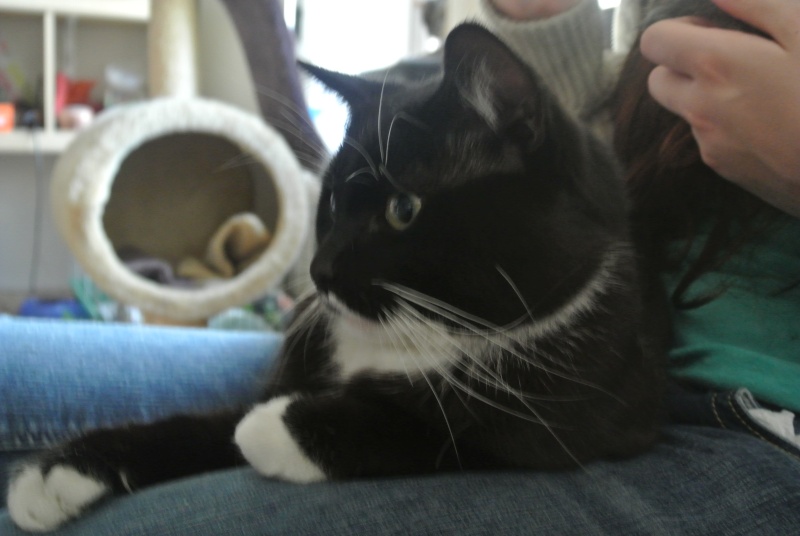 Oréo, chat noir et blanc, né en avril 2011 Dsc_3415