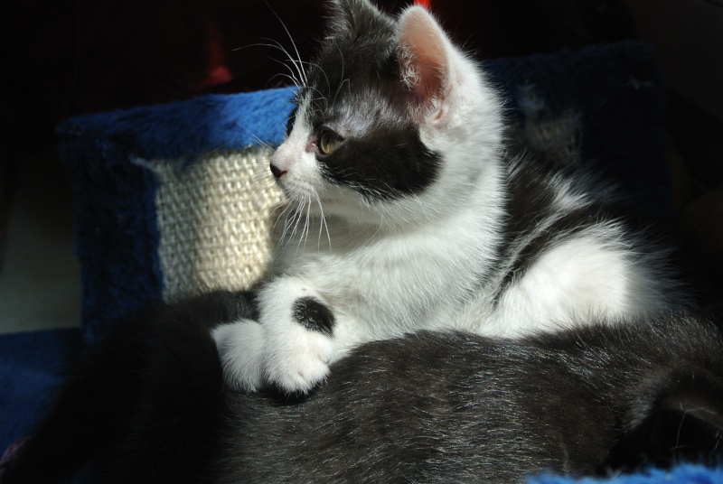 CAJOU chatonne noire et blanche née début mars 2012 , ataxique - Adoptée Dsc_4315