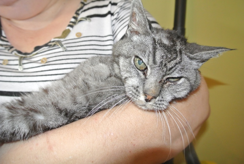 EINSTEIN, mâle tabby gris, estimé à 15 ans * sauvetage * Dsc_4512