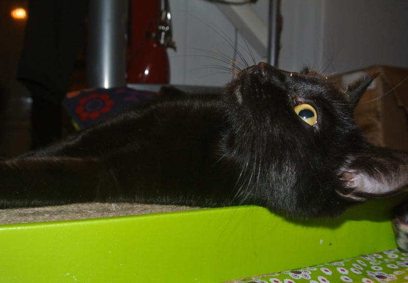 BAHIA adorable chatte noire environ 1 an . Dsc_7112