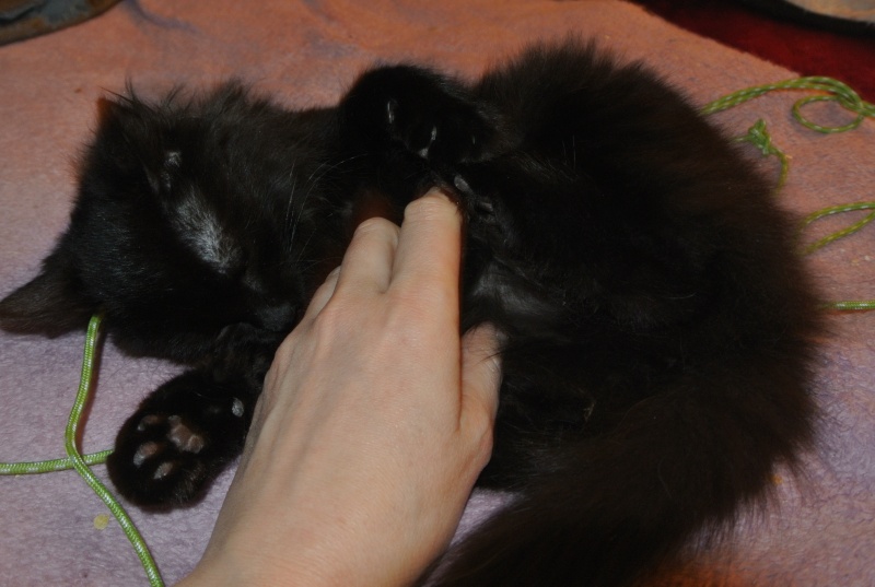 Mia, chatonne noire smoke poils longs, née le 01/09/2012 Dsc_7410