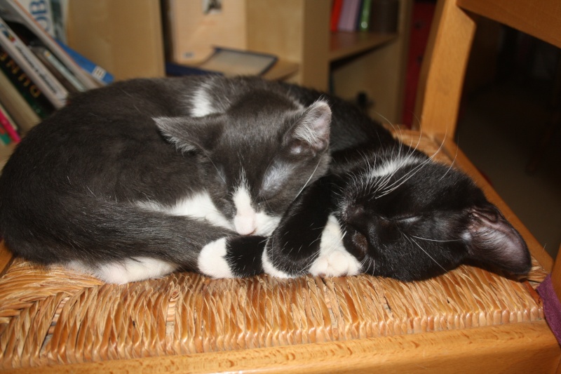 Gotha, chatonne noire et blanche, née le 15 mai 2011 Img_8710