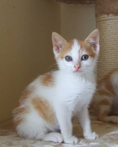 Alto Chaton Roux Et Blanc Ne En Mai 12 Reserve