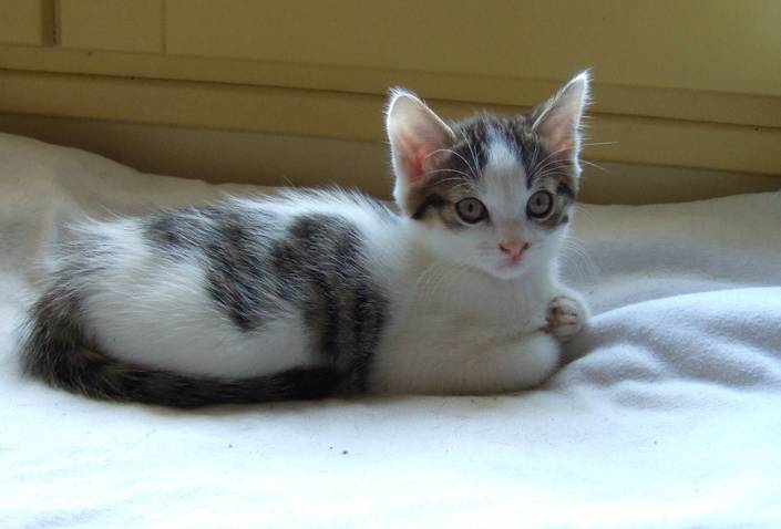 Muesli, chatonne blanche et tabby brun, née en janvier 2012  Tn11