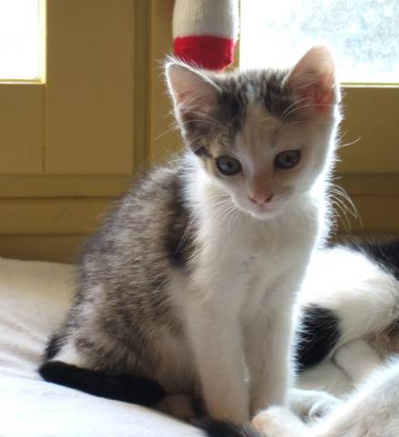 Moka, chatonne blanche et tabby brun, née en janvier 2012  Tn511