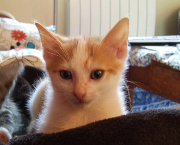 ALTO chaton roux et blanc né en mai 2012, RESERVE Tn_212