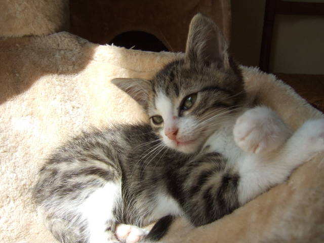 MYST (rebaptisé HERMES) chaton tigré et blanc né en mai 2012 Tn_412