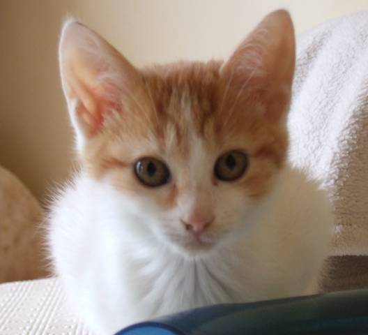 POOPS chaton roux et blanc né en mai 2012 Tn_711