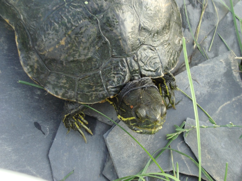 totue floride carapace bizzar... - Page 3 Dsc00536