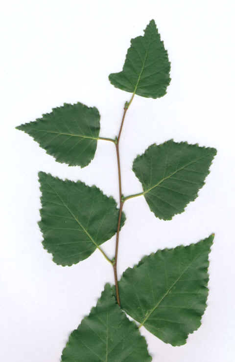 [Populus nigra vs Betula pendula] Betula11