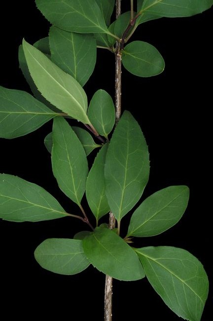  Forsythia  x intermedia 