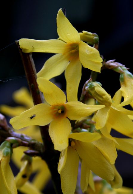  Forsythia  x intermedia 