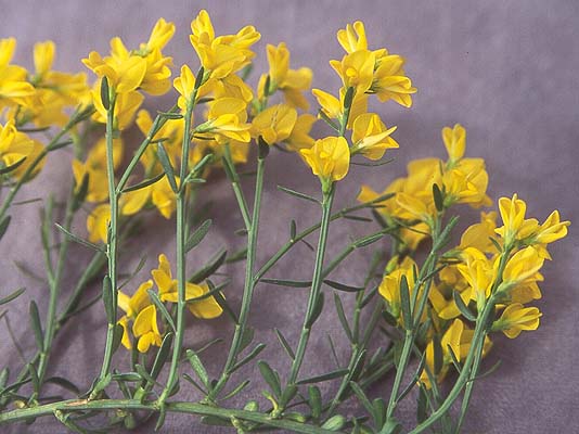 [ Cytisus scoparius (vs Genista lydia) (vs Laburnum anagyroides)] Genist10