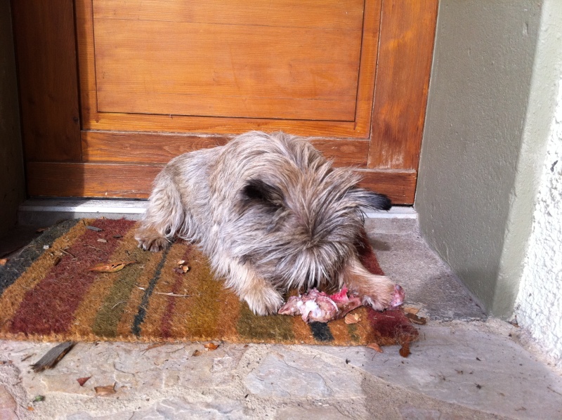 VERY SMART - cairn - mâle - 7 ans - Page 2 Oct11_11