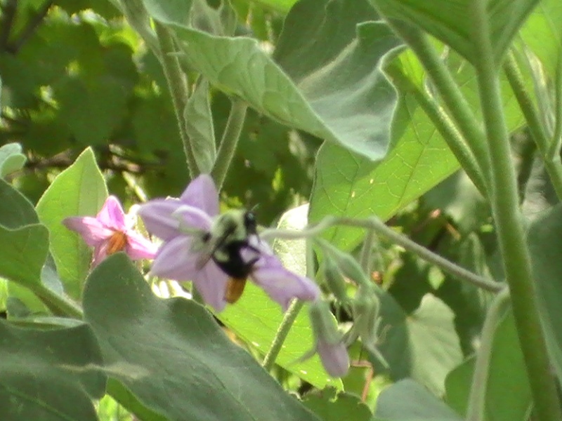eggplant - Eggplant Pollination by Hand??  I don't actually see any pollen.... Pic_0112