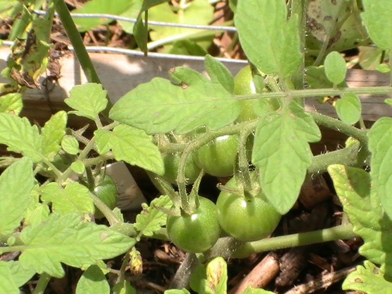 Tomato Tuesday- LOWER SOUTH 2012 Pic_0327