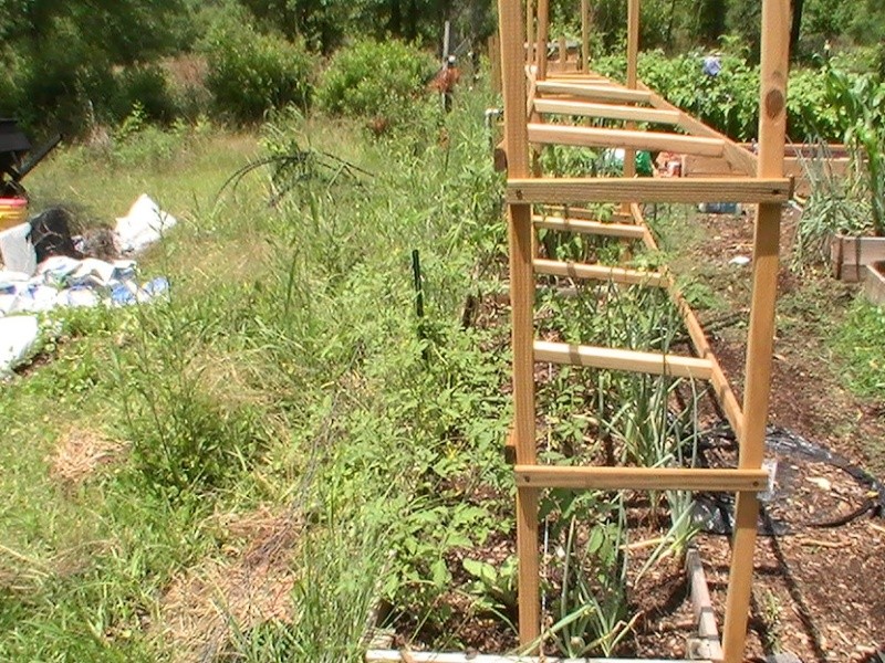 Tomato Tuesday- LOWER SOUTH 2012 Pic_0328