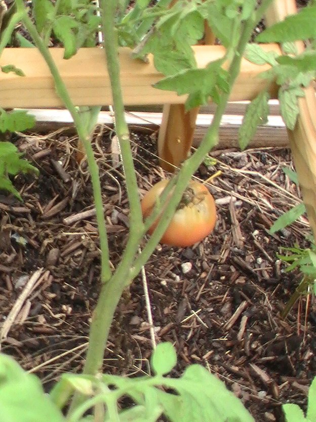 Tomato Tuesday- LOWER SOUTH 2012 Pic_0342