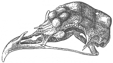 SICILIANA CORNUTA  - Pagina 3 010fig11