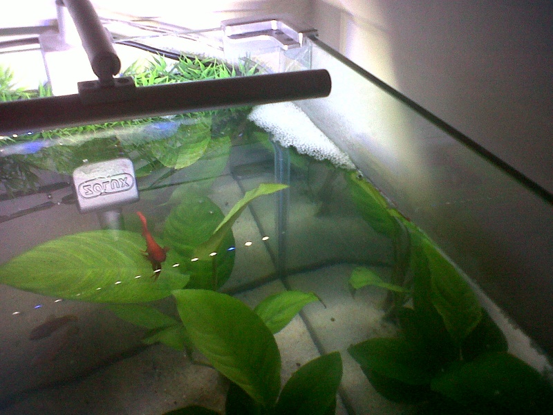 accouplement betta  Img00311