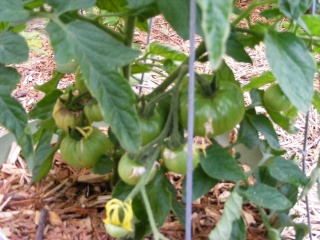 Tomato Tuesday for the PNW - Page 3 06_28_10