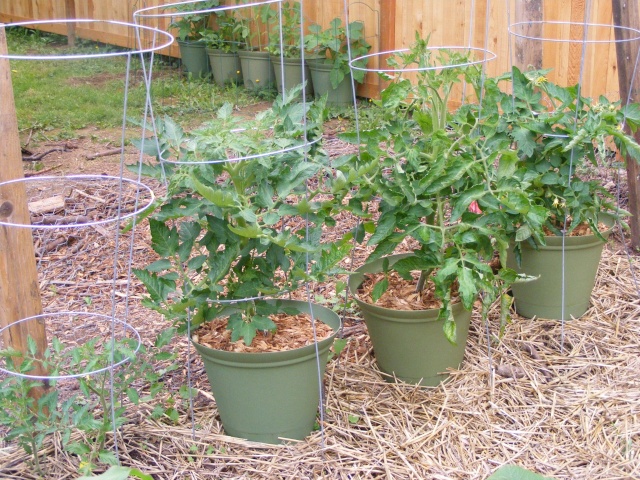Tomato Tuesday for the PNW - Page 3 06_28_12