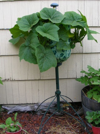 Zucchini/squash in a low pot with MM? 06_28_22