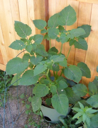 Tomato Tuesday for the PNW - Page 3 07_06_10