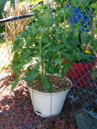 Tomato Tuesday for the PNW - Page 3 07_06_12
