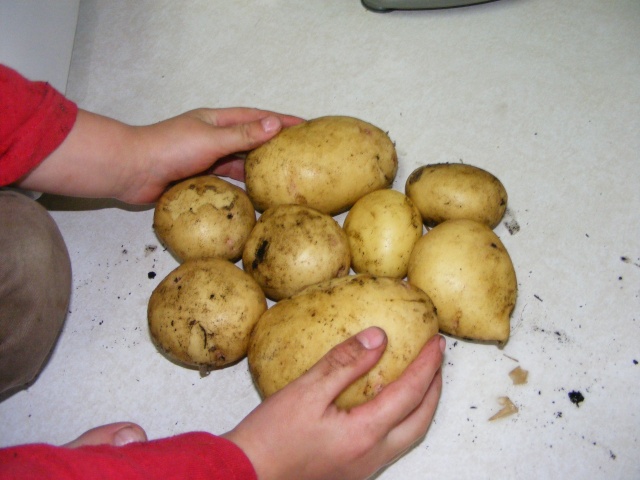 Potatoes - potatoes :) - Page 6 07_13_10