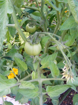Tomato Tuesday for the PNW - Page 3 07_20_14