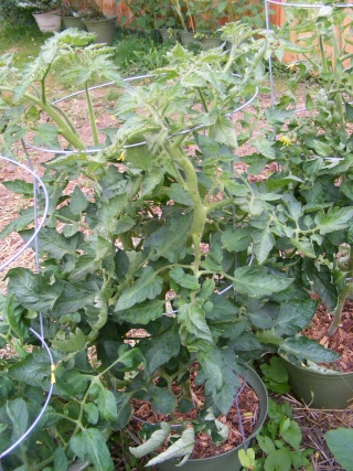 Tomato Tuesday for the PNW - Page 3 07_26_15