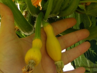 crook neck squash...help...rotting on the vine 07_29_10