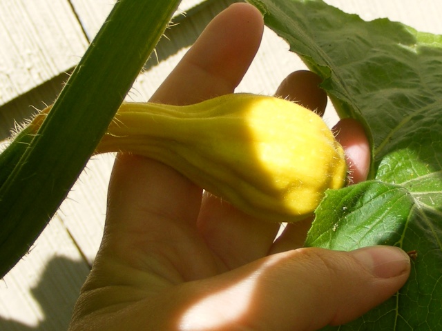 crook neck squash...help...rotting on the vine 07_29_11