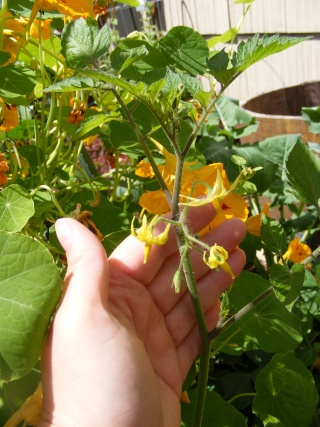 Tomato Tuesday for the PNW - Page 4 07_29_13