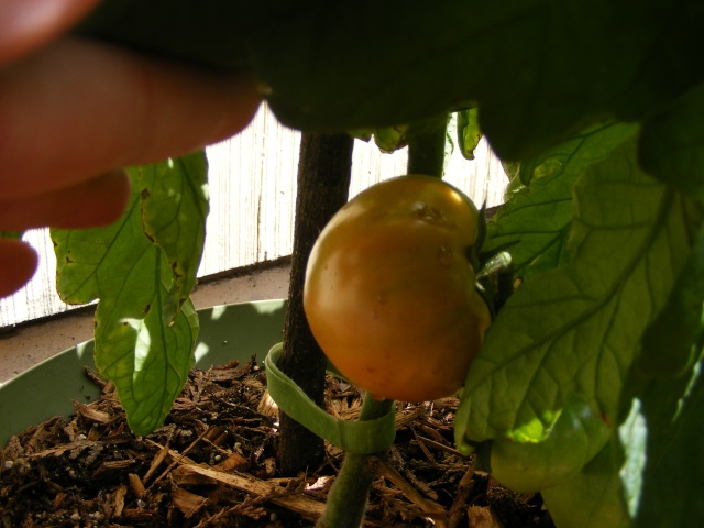Tomato Tuesday for the PNW - Page 4 07_31_13