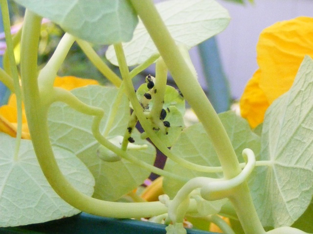 what are these tiny black bugs on my Nasturtiums? 07_31_14