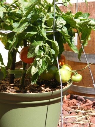 Tomato Tuesday for the PNW - Page 4 08_02_11
