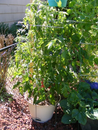 Tomato Tuesday for the PNW - Page 4 08_02_12