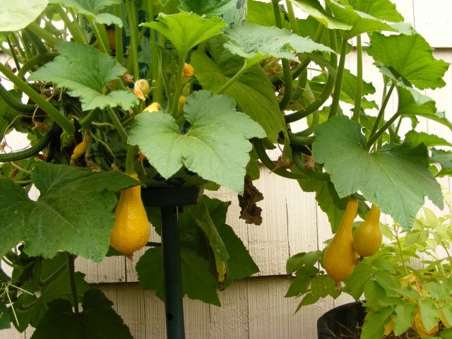 crook neck squash...help...rotting on the vine 08_09_10