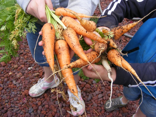 So how did your carrots do? 08_09_15