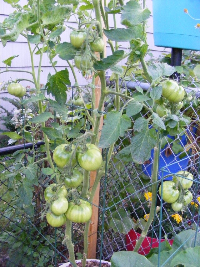 Tomato Tuesday for the PNW - Page 6 08_30_14