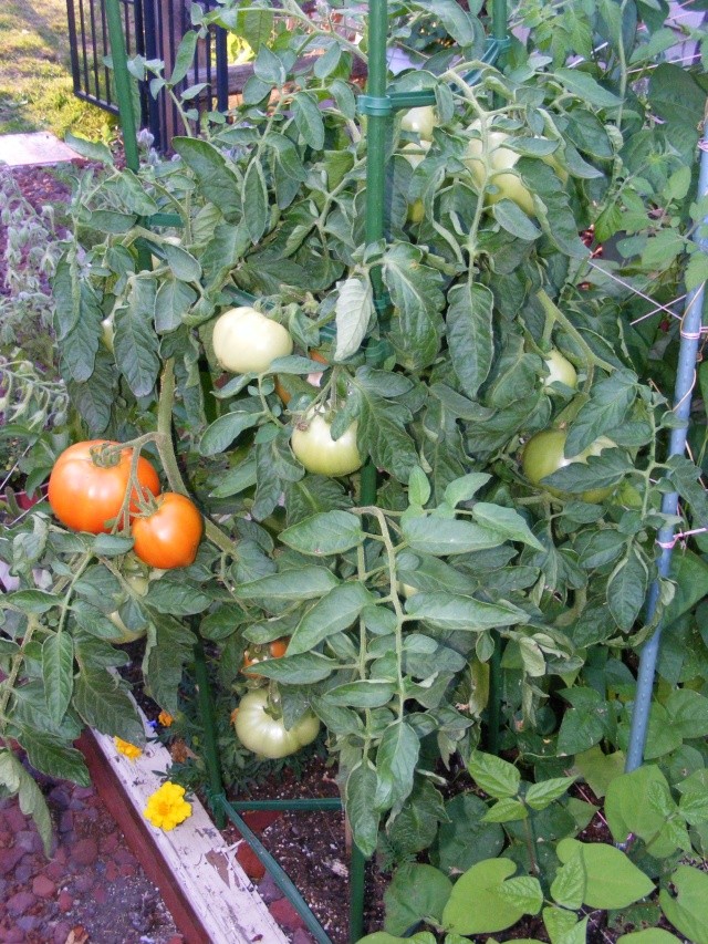 Tomato Tuesday for the PNW - Page 6 08_30_17
