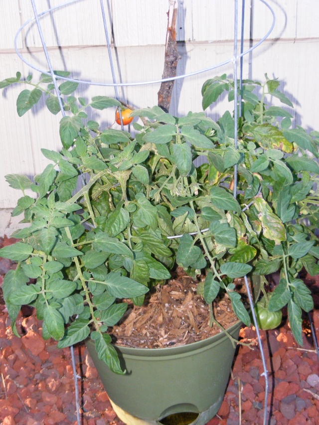 Tomato Tuesday for the PNW - Page 6 08_30_19