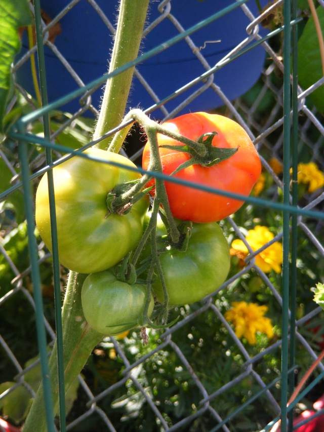 Tomato Tuesday for the PNW - Page 6 09_09_25