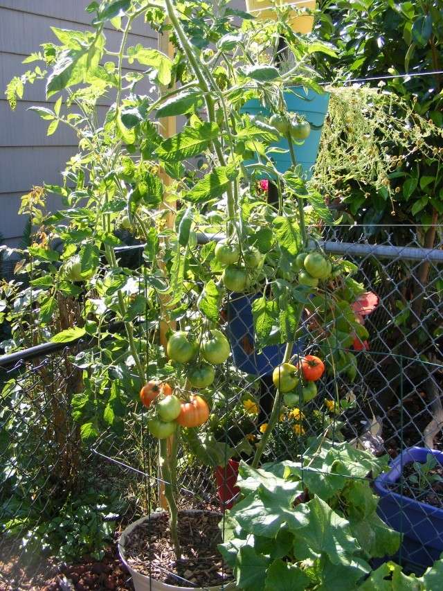 Tomato Tuesday for the PNW - Page 6 09_09_29