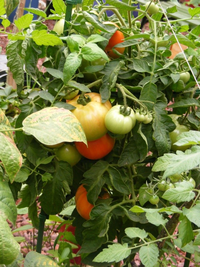 Tomato Tuesday for the PNW - Page 6 09_13_12