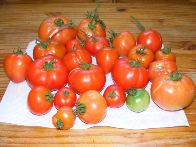 Tomato Tuesday for the PNW - Page 6 09_19_12