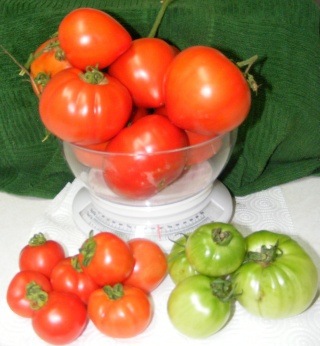 Tomato Tuesday for the PNW - Page 6 09_29_10